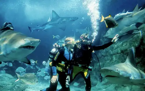 Shark Dive Xtreme au Sea Life Melbourne, Melbourne, Australie, Melbourne Tickets.