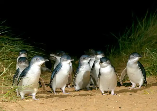 Pinguïn Parade + Moonlit Sanctuary Wildlife Park: Dagtocht vanuit Melbourne, Cowes, Australië, Melbourne Tickets.