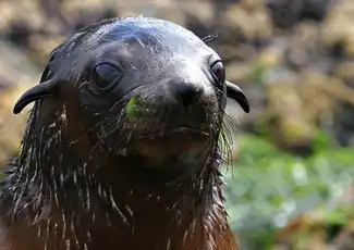 Phillip Island Seal Watching Cruise, Phillip Island, Australia, Melbourne Tickets.
