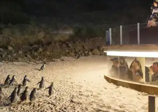 Phillip Island Naturparks: Eintrittskarte für die Pinguin-Parade, Cowes, Australien, Melbourne Tickets. Phillip Island Naturparks: Eintrittskarte für die Pinguin-Parade, Cowes, Australien, Melbourne Tickets.