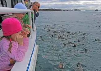 Phillip Island Seal Watching Cruise, Phillip Island, Australia, Melbourne Tickets.
