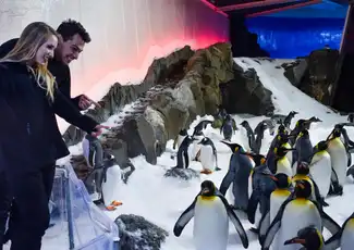 SEA LIFE Melbourne: Pinguïn Paspoort Ervaring, Melbourne, Australië, Melbourne Tickets.