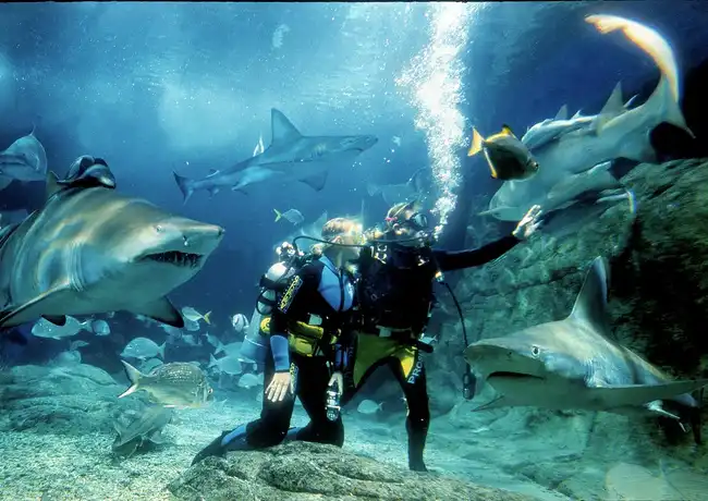 Shark Dive Xtreme al Sea Life Melbourne, Melbourne, Australia, Melbourne Tickets.