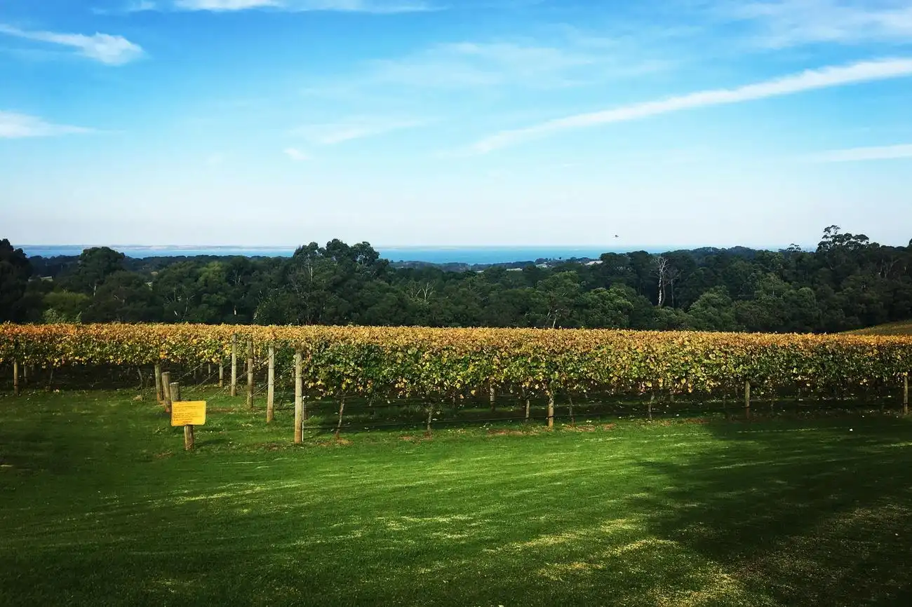 Mornington Peninsula: Day Tour + Gondola Ride + Lunch + Wine & Chocolate Tasting, Melbourne, Australia, Melbourne Tickets.