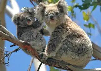 Great Ocean Road: Full-Day Bus Tour from Melbourne, Melbourne, Australia, Melbourne Tickets.