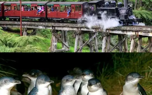 Puffing Billy et la parade des pingouins de Phillip Island : visite en bus et en train depuis Melbourne, Melbourne, Australie, Melbourne Tickets.