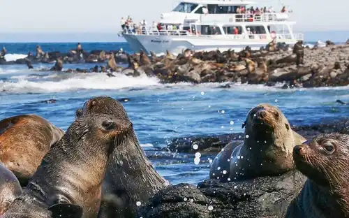 Phillip Island Seal Watching Cruise, Phillip Island, Australia, Melbourne Tickets.
