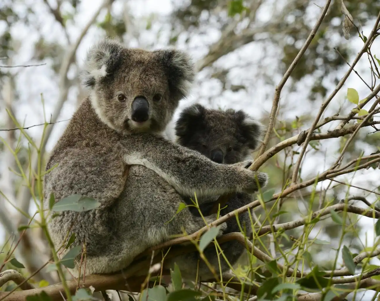 Great Ocean Road: Sunset Tour from Melbourne, Melbourne, Australia, Melbourne Tickets.
