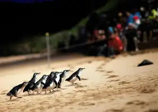 Healesville Sanctuary & Phillip Island Wildlife Park: Bus Tour, Cowes, Australia, Melbourne Tickets.