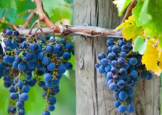Mornington Peninsula: Day Tour + Gondola Ride + Lunch + Wine & Chocolate Tasting, Melbourne, Australia, Melbourne Tickets.