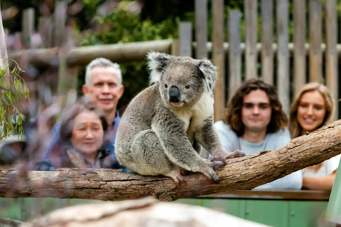 Pinguïn Parade + Moonlit Sanctuary Wildlife Park: Dagtocht vanuit Melbourne, Cowes, Australië, Melbourne Tickets.