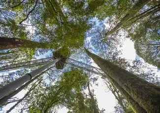 Otway Fly Treetop Walk, Weeaproinah, Australia, Melbourne Tickets.