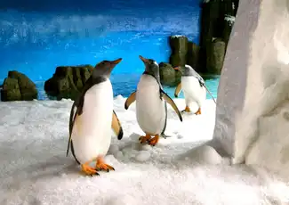 SEA LIFE Melbourne: Pinguïn Paspoort Ervaring, Melbourne, Australië, Melbourne Tickets.