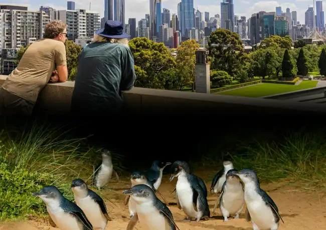 Melbourne: Tour magico combinato, Melbourne, Australia, Melbourne Tickets.