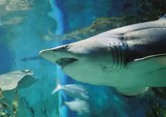 Shark Dive Xtreme al Sea Life Melbourne, Melbourne, Australia, Melbourne Tickets.
