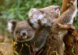 Great Ocean Road: Small Group Eco Tour from Melbourne, Melbourne, Australia, Melbourne Tickets.