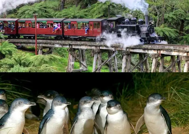 Puffing Billy & Phillip Island Penguin Parade: Bus- og togtur fra Melbourne, Melbourne, Australien, Melbourne Tickets.