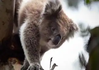 Parcs naturels de l'île Phillip : Entrée dans la réserve de conservation des koalas, Cowes, Australie, Melbourne Tickets.
