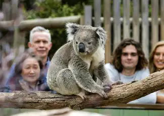 Phillip Island Penguin Parade & Moonlit Sanctuary Conservation Park, Cowes, Australië, Melbourne Tickets.
