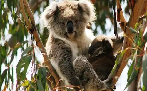 Parcs naturels de l'île Phillip : Entrée dans la réserve de conservation des koalas, Cowes, Australie, Melbourne Tickets.