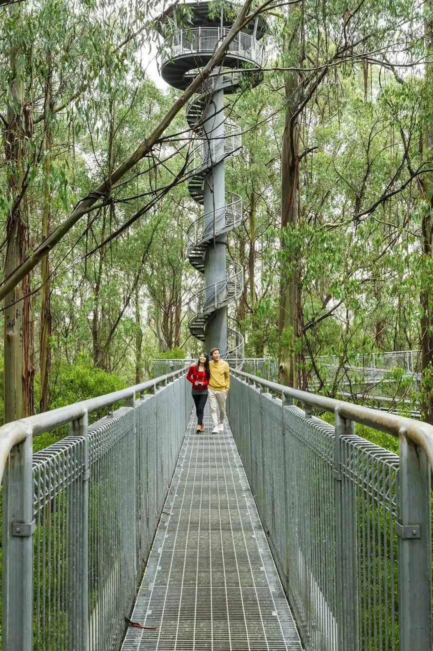 Otway Fly Treetop Walk, Weeaproinah, Australia, Melbourne Tickets.