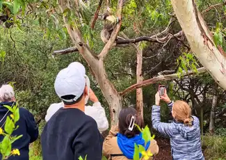 Great Ocean Road: Small Group Eco Tour from Melbourne, Melbourne, Australia, Melbourne Tickets.