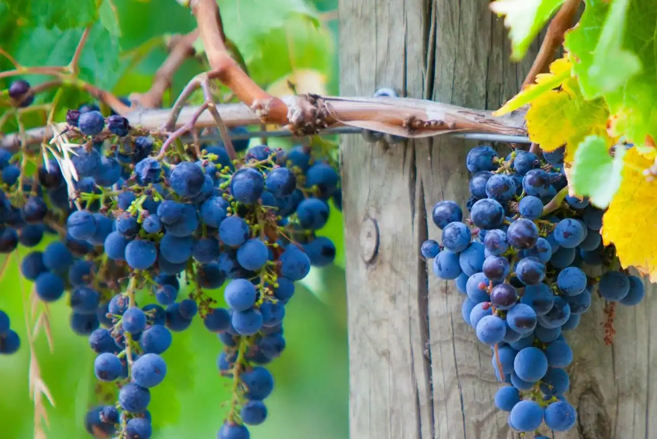 Vallée de Yarra : Visite de vignobles avec déjeuner + transport depuis Melbourne, Melbourne, Australie, Melbourne Tickets.