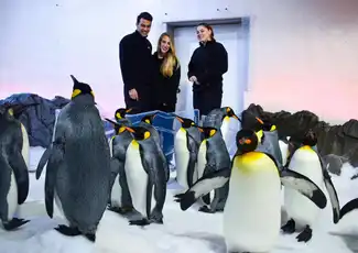 SEA LIFE Melbourne: Pinguïn Paspoort Ervaring, Melbourne, Australië, Melbourne Tickets.