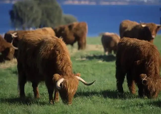 Phillip Island: Toegangskaartje Churchill Island, Cowes, Australië, Melbourne Tickets.