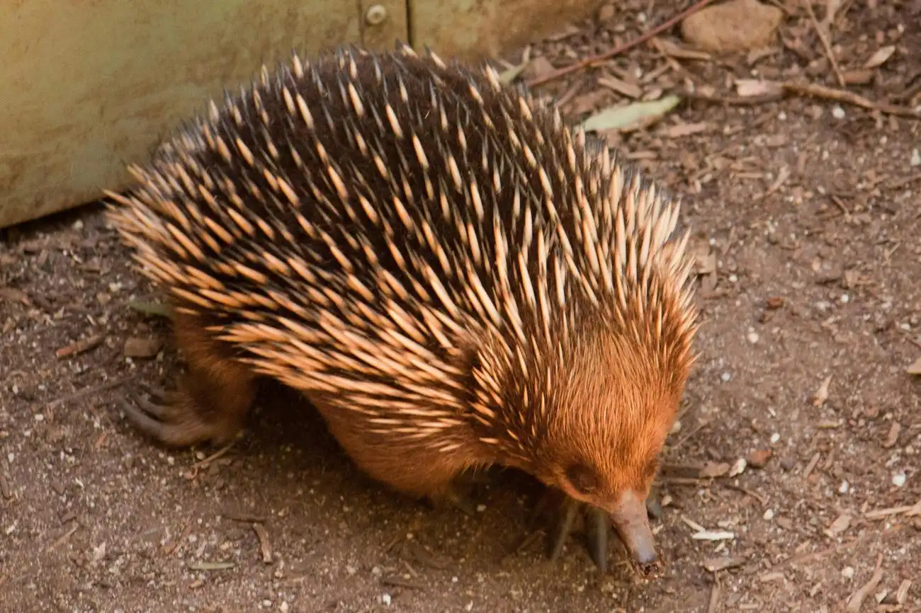 Healesville Sanctuary & Phillip Island Wildlife Park: Bus Tour, Cowes, Australia, Melbourne Tickets.