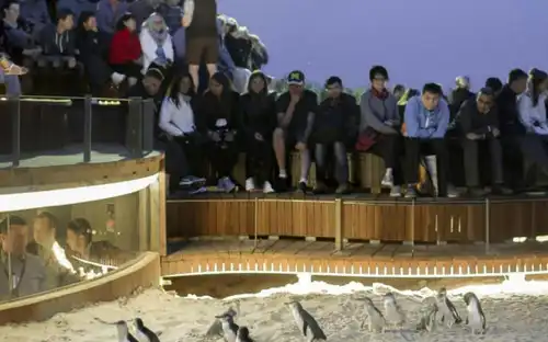 Phillip Island Naturparks: Eintrittskarte für die Pinguin-Parade, Cowes, Australien, Melbourne Tickets.