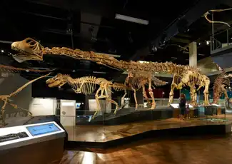Melbourne Museum: Home of Dinosaurs Rondleiding, Melbourne, Australië, Melbourne Tickets.