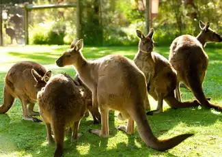 Chemin de fer de Puffing Billy : Excursion et découverte de la faune et de la flore + transferts, Belgrave, Australie, Melbourne Tickets.