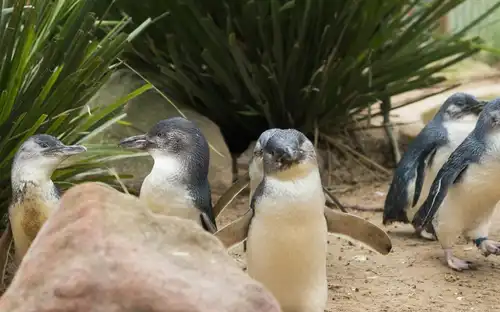 Parade des pingouins de Phillip Island et parc naturel du Moonlit Sanctuary, Cowes, Australie, Melbourne Tickets.