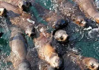 Phillip Island Seal Watching Cruise, Phillip Island, Australia, Melbourne Tickets.