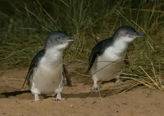 Phillip Island Naturparks: Eintrittskarte für die Pinguin-Parade, Cowes, Australien, Melbourne Tickets. Phillip Island Naturparks: Eintrittskarte für die Pinguin-Parade, Cowes, Australien, Melbourne Tickets.