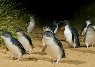 Phillip Island Naturparks: Eintrittskarte für die Pinguin-Parade, Cowes, Australien, Melbourne Tickets. Phillip Island Naturparks: Eintrittskarte für die Pinguin-Parade, Cowes, Australien, Melbourne Tickets.