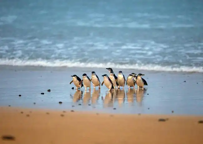 Healesville Sanctuary & Phillip Island Wildlife Park: Bus Tour, Cowes, Australia, Melbourne Tickets.