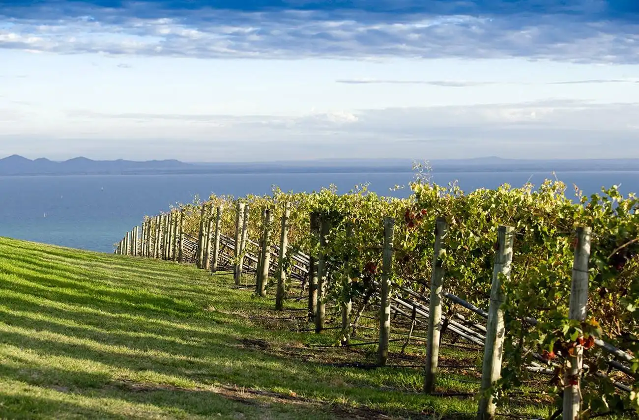 Around the Bay: Day Trip from Melbourne with Food & Wine Tastings, Melbourne, Australia, Melbourne Tickets.