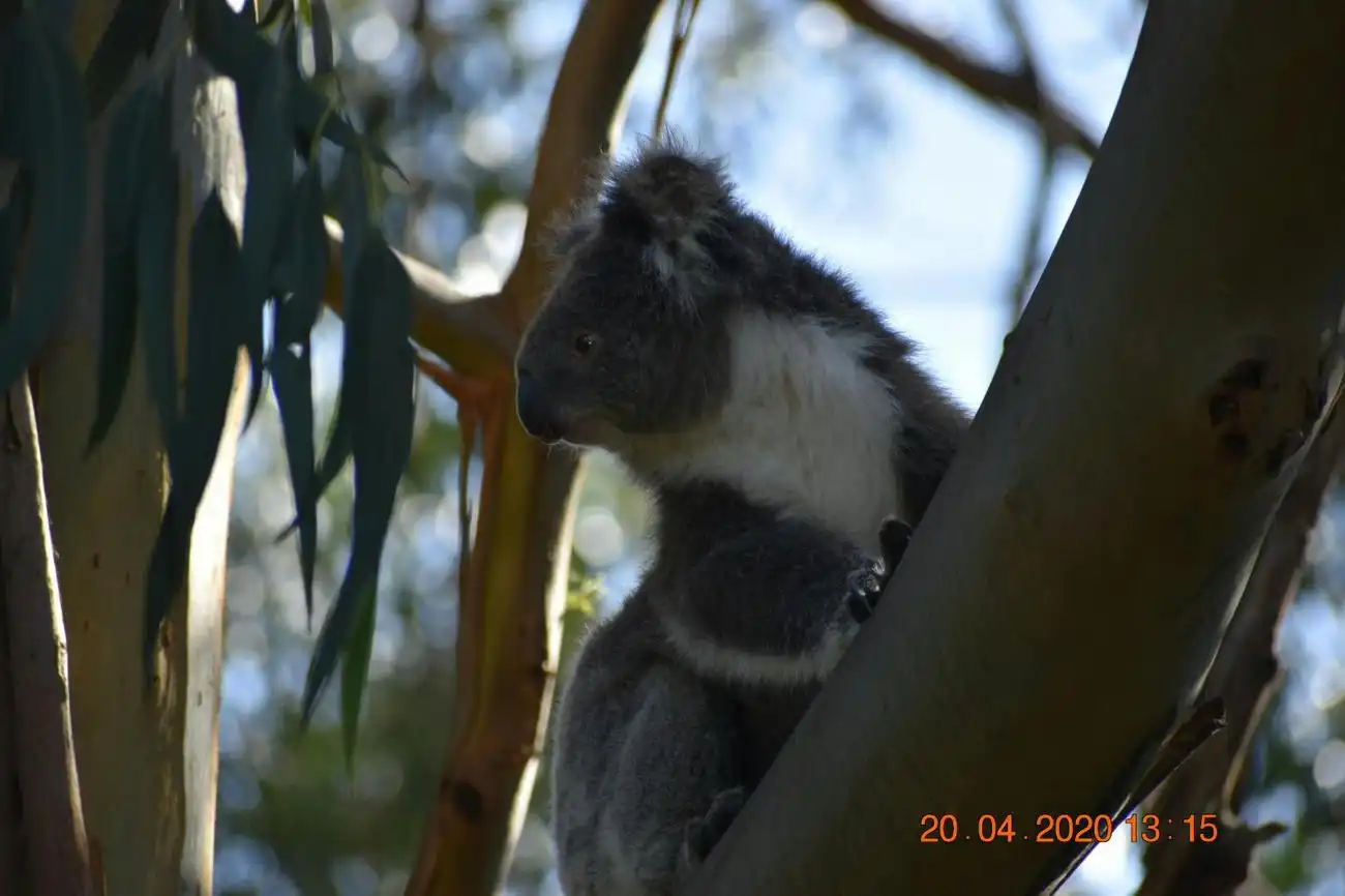 Great Ocean Road: Full-Day Bus Tour from Melbourne, Melbourne, Australia, Melbourne Tickets.