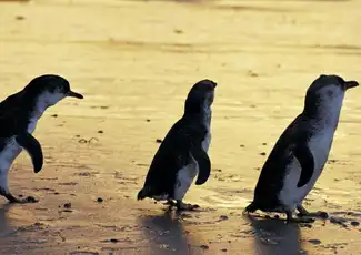 Phillip Island Naturparks: Eintrittskarte für die Pinguin-Parade, Cowes, Australien, Melbourne Tickets. Phillip Island Naturparks: Eintrittskarte für die Pinguin-Parade, Cowes, Australien, Melbourne Tickets.