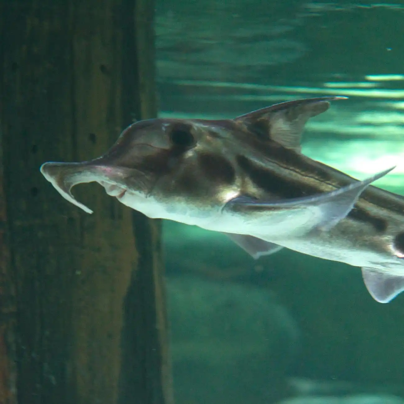 Shark Dive Xtreme al Sea Life Melbourne, Melbourne, Australia, Melbourne Tickets.