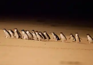 Parade des pingouins de l'île Phillip - Circuit éco en petit groupe au départ de Melbourne, Melbourne, Australie, Melbourne Tickets.