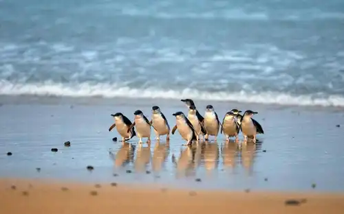 Healesville Sanctuary & Phillip Island Wildlife Park: Bus Tour, Cowes, Australia, Melbourne Tickets.
