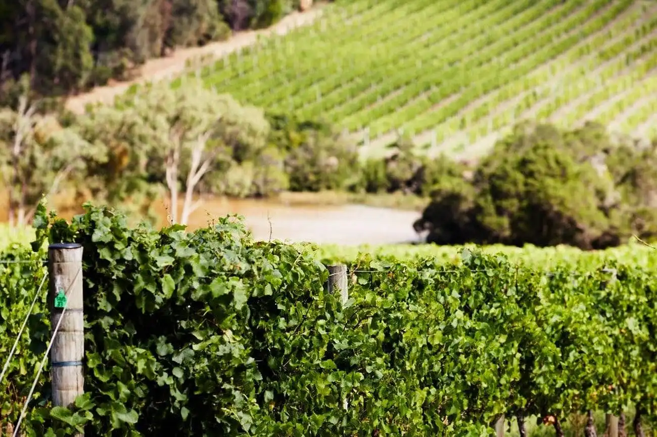 Péninsule de Mornington : Visite guidée des vignobles depuis Melbourne + déjeuner, Melbourne, Australie, Melbourne Tickets.