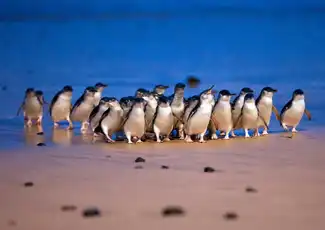 Parade des pingouins de l'île Phillip - Circuit éco en petit groupe au départ de Melbourne, Melbourne, Australie, Melbourne Tickets.