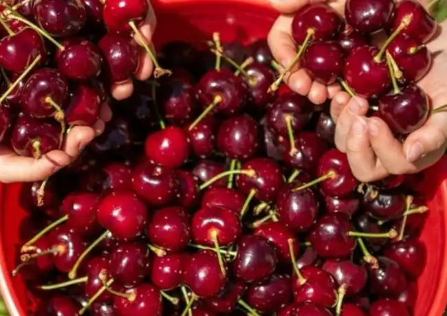 Melbourne: Puffing Billy Steam Train Ride + Cherry Picking & Chocolate Tasting, Melbourne, Australia, Melbourne Tickets.