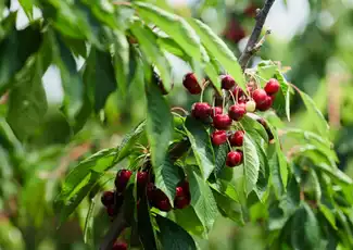 Melbourne: Puffing Billy Steam Train Ride + Cherry Picking & Chocolate Tasting, Melbourne, Australia, Melbourne Tickets.