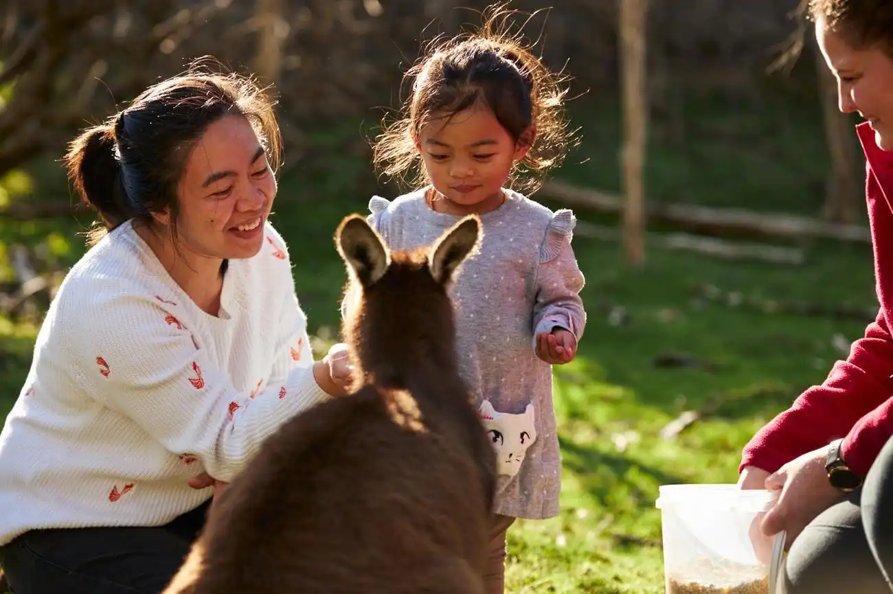 Phillip Island Penguin Parade & Moonlit Sanctuary Conservation Park, Cowes, Australië, Melbourne Tickets.
