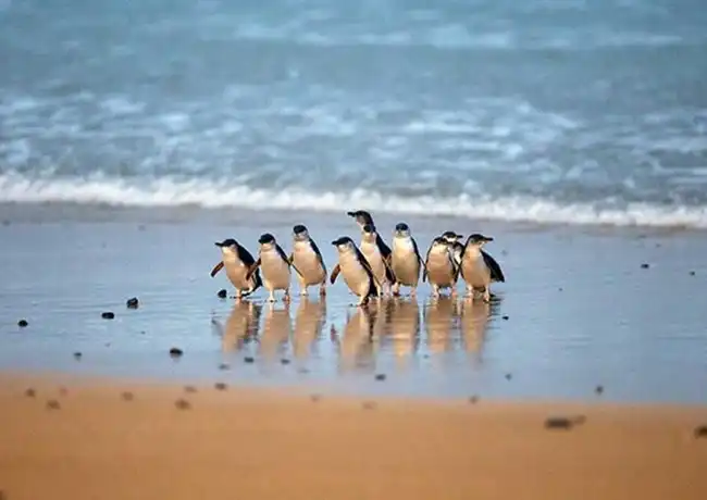 Phillip Island : Laissez-passer pour 3 parcs, Cowes, Australie, Melbourne Tickets. Phillip Island : Laissez-passer pour 3 parcs, Cowes, Australie, Melbourne Tickets.